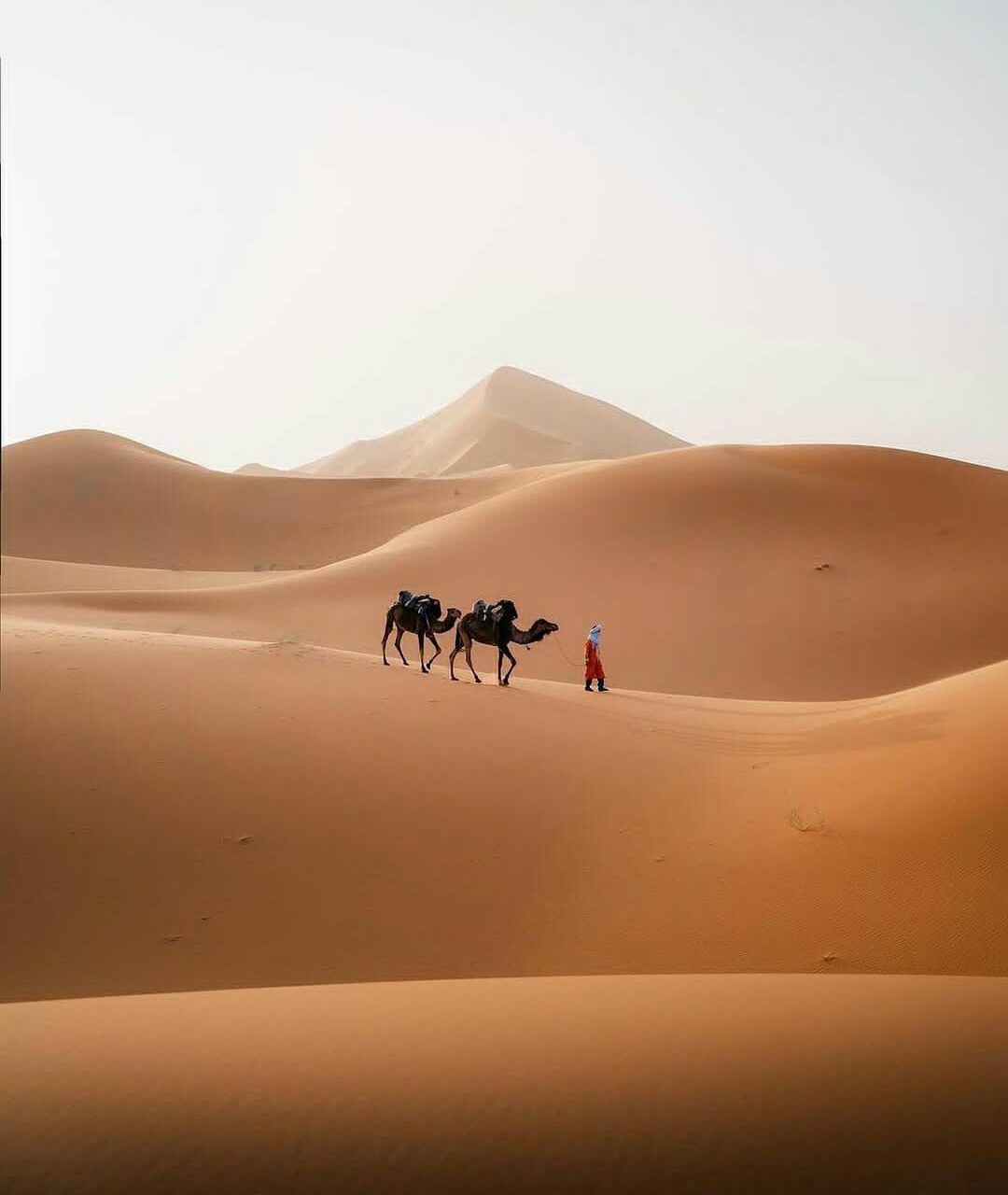 Camel Ride in Sahara Desert